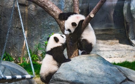Hong Kong Throws City-Wide First Birthday Party for its Much-Loved Panda Twins
