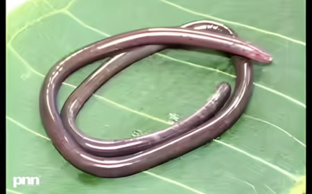 2026 Gegeneophis valmiki Discovery: Rare Amphibian Unearthed in India